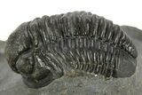 Curled Proetid (Gerastos) Trilobite Fossil - Morocco #377260-1